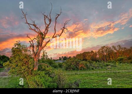 Feuchtgebiete in der Natur behalten Esteros del Ibera Nationalpark, Colonia Carlos Pellegrini, Corrientes, Argentinien. Stockfoto