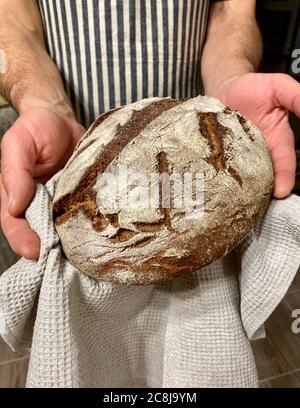 Frisch gebackenes Roggenbrot in männlichen Händen. Ein Bäcker in einer gestreiften dunklen Schürze hält selbstgebackenes Roggenbrot in den Händen. Stockfoto