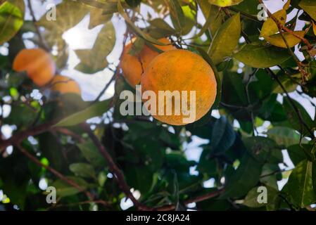 Mandarinen oder Orangen, Mandarinen, Clementinen, Zitrusfrüchte im Garten Stockfoto