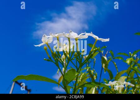 Weiß Fohlen Fuß Jasmin Blumen Auf Blue Sky Hintergrund. Stockfoto