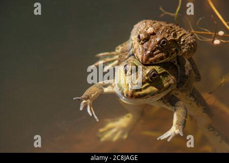 Amerikanische Bullfrösche, die sich in einem Teich paaren. Stockfoto