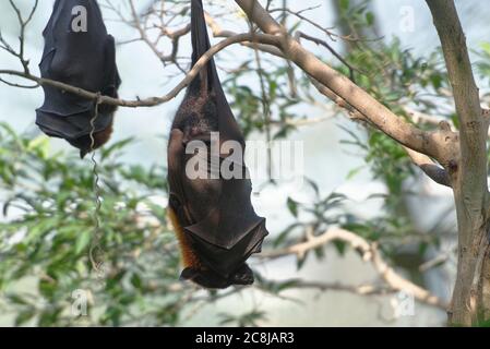 Großer fliegender Fuchs, der auf dem Ast des Baumes schläft Stockfoto