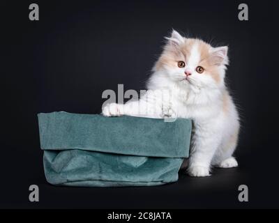 Flauschiges Weiß mit creme British Longhair Kitten, hinter grüner Samttasche sitzend. Blick auf die Kamera mit orangefarbenen Augen. Isoliert auf schwarzem Hintergrund Stockfoto