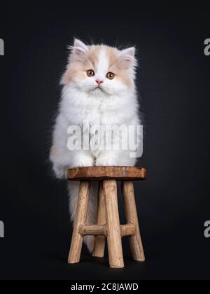 Flauschiges Weiß mit creme British Langhaar Kätzchen, sitzend auf einem kleinen Holzhocker. Blick auf die Kamera mit orangefarbenen Augen. Isoliert auf schwarzem Hintergrund Stockfoto