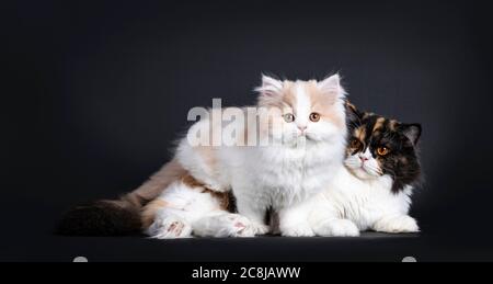 Flauschiges Weiß mit creme britischen Langhaar Kätzchen, die über der liegenden Tortie Mutter stehen. Blick auf die Kamera mit orangefarbenen Augen. Isoliert auf schwarz b Stockfoto