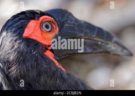 Leiter des Southern Ground Hornbill Stockfoto