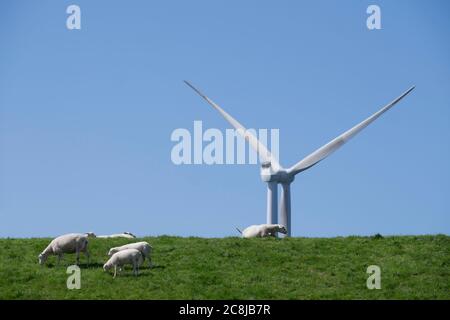 Schafe auf einem hohen Deich entlang des IJsselmeers bei Urk im Westermeerwind Park, Niederlande. Verschwommene Offshore-Windmühle im Hintergrund Stockfoto