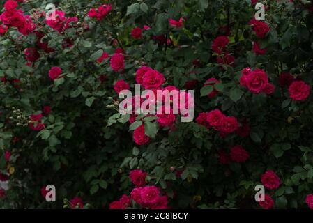 Schöner Rosenbusch im Sommergarten. Moody floralen Hintergrund mit frischen roten Rosen vor dunkelgrünem Laub. Stockfoto