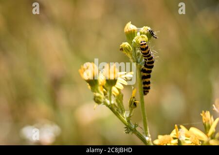 Zinnober-Raupe, Tyria jacobaeae, Essen einer Ragwürzepflanze, jacobaea vulgaris Stockfoto