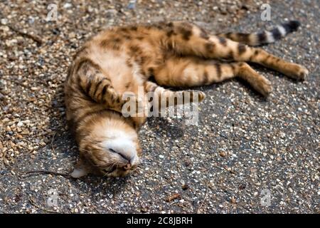 Gestreifte Ingwerkatze, die in der Sonne liegt Stockfoto