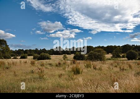 Landschaftlich schöner Abendblick auf die weiten Wiesen Stockfoto