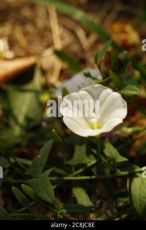 Weiße frische zarte Blume wachsen im sonnigen Garten Stockfoto