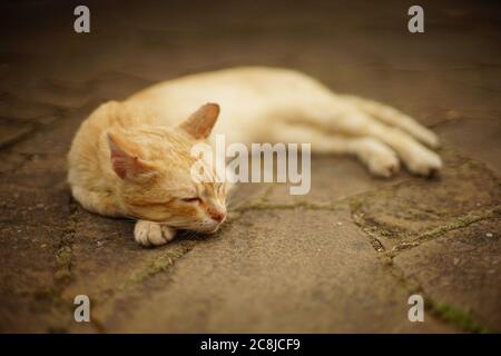 Schöne Ingwer Katze schläft auf der Sommerstraße Stockfoto