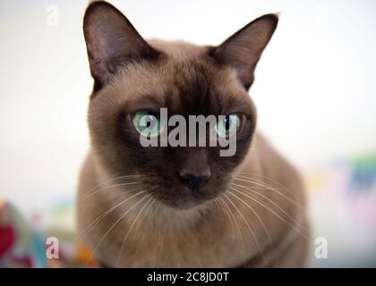 HONGKONG SAR: CHINA - 10. MÄRZ 2018. Coco; Nahaufnahme Porträt von Schokolade Burma Katze Jayne Russell/Alamy Stock Bild Stockfoto