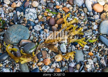 PolzeathStrandfarbene Steine an einem englischen Strand in Cornwall Stockfoto