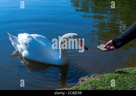 Eine Menschenhand füttert einen Schwan im See mit Brot. Stock Foto Stockfoto