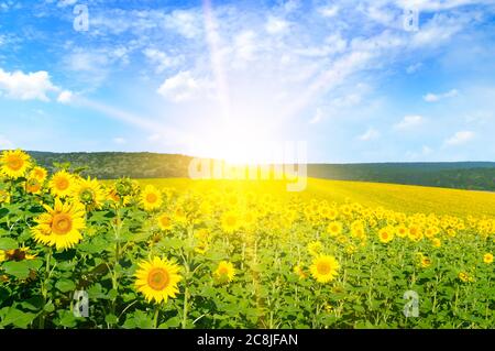 Ein Feld mit leuchtend blühenden Sonnenblumen und einem Sonnenaufgang am Horizont. Stockfoto