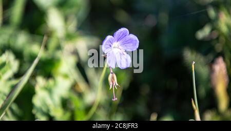 Lila Blüten von dekorativen Salbei Feld. Retro-Tone-Bild. Stockfoto