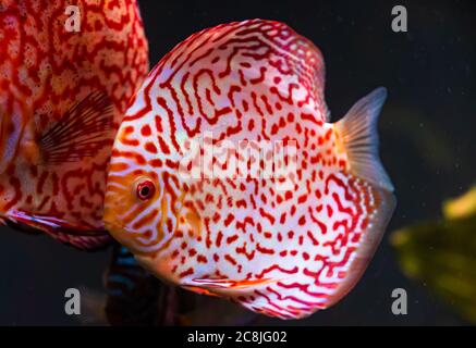 Nahaufnahme eines roten tropischen Symphysodon-Diskusfisches mit Schachbrettmuster. Stockfoto