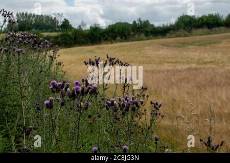 Nahaufnahme der lila wilden Distelblüten in Hecken mit verschwommenem Hintergrund von gelben Weizenfeld und Landschaft Stockfoto