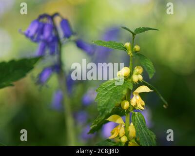 Gelber Erzengel (Lamium galeobdolon) blüht unter Bluebells (Hyacinthoides nonscripta) im Waldunterstock, bei Box, Wiltshire, UK, April. Stockfoto