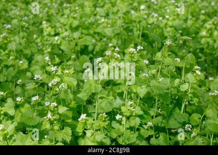 Knoblauchsenf / Heckenbarsch / Jack by the Hecke (Alliaria petiolata) dichte Blütenklumpen im Waldrand Unterstory, Wiltshire, UK, April. Stockfoto