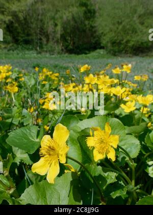 Marsh Ringelblume / King Cup (Caltha palustris) Blütenkrümmen am Flussufer Sumpfland, Wiltshire, Großbritannien, April. Stockfoto