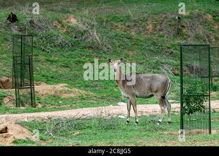 Infizierte Augen weibliche Nilgai oder blauer Stier oder Boselaphus tragocamelus Porträt in natürlichen grünen Monsun Saison im Jhalana Wald oder Leoparden Reserve Stockfoto