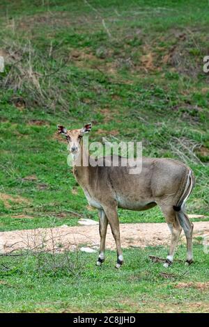 Infizierte Augen weibliche Nilgai oder blauer Stier oder Boselaphus tragocamelus Porträt in natürlichen grünen Monsun Saison im Jhalana Wald oder Leoparden Reserve Stockfoto