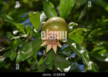 Nahaufnahme von Junge Granatapfel Frucht auf einem Zweig von Granatapfel Baum in einem Garten, Junge grüne Granatapfel auf einem Baum. Stockfoto