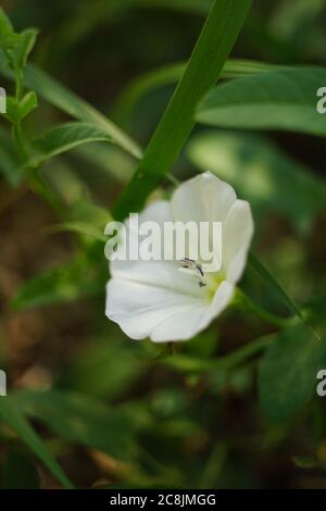 Kleine weiße Wiesenblume wächst im grünen Gras. Stockfoto