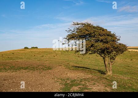 Ein winddegnender Baum auf Ditchling Beacon, in den South Downs Stockfoto