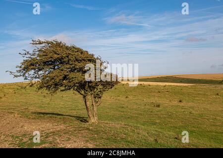 Ein winddegnender Baum auf Ditchling Beacon, in den South Downs Stockfoto