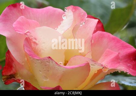 Regentropfen auf einer rosa und cremefarbenen Birthday Girl Rose, Wales, uk Stockfoto