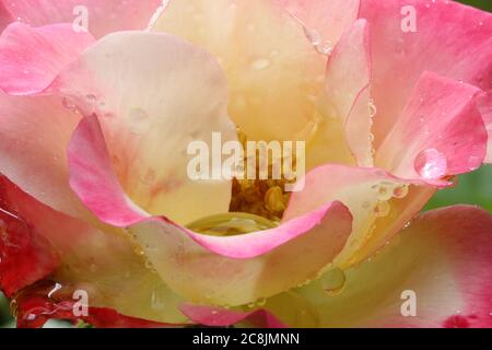 Regentropfen auf einer rosa und cremefarbenen Birthday Girl Rose, Wales, uk Stockfoto