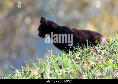 Neugierig niedlichen schwarzen Katze ruhig sitzen auf der Seite der kleinen Hügel und Blick in der Ferne mit Gras umgeben und gefallen Blätter an warmen sonnigen Herbsttag Stockfoto