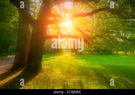 Herbstbäume im sonnigen September Park von Abendsonne beleuchtet. Bunte Herbstlandschaft mit Sonnenstrahlen, die durch die Herbstbäume brechen Stockfoto