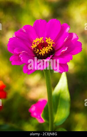 Tithonia rotundifolia Blume im Garten vor grünem Hintergrund. Stockfoto