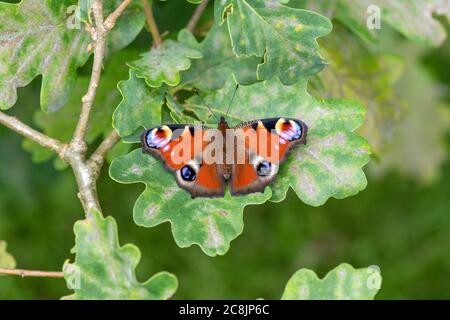 Peacock Butterfly (Inachis Io) UK Stockfoto