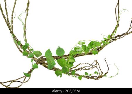 Kreisförmige Rebe an den Wurzeln. Bush Traube oder dreiblättrige Wildrebe cayratia (Cayratia trifolia) Liana Efeu Pflanze Busch, Natur Rahmen Dschungel Grenze, Isolat Stockfoto