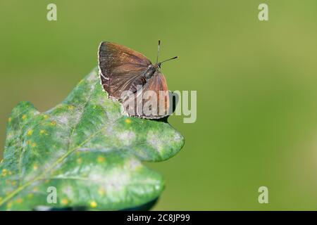 Lila Haarsträhne Schmetterling (Favonius quercus) Großbritannien Stockfoto