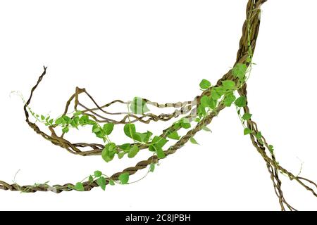 Kreisförmige Rebe an den Wurzeln. Bush Traube oder dreiblättrige Wildrebe cayratia (Cayratia trifolia) Liana Efeu Pflanze Busch, Natur Rahmen Dschungel Grenze, Isolat Stockfoto