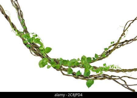 Kreisförmige Rebe an den Wurzeln. Bush Traube oder dreiblättrige Wildrebe cayratia (Cayratia trifolia) Liana Efeu Pflanze Busch, Natur Rahmen Dschungel Grenze, Isolat Stockfoto