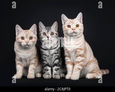 Reihe von drei Kätzchen nebeneinander sitzen. Alle blicken mit orangen Augen auf die Kamera. Isoliert auf schwarzem Hintergrund. Stockfoto