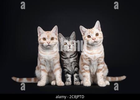 Reihe von drei Kätzchen nebeneinander sitzen. Alle blicken mit orangen Augen auf die Kamera. Isoliert auf schwarzem Hintergrund. Stockfoto