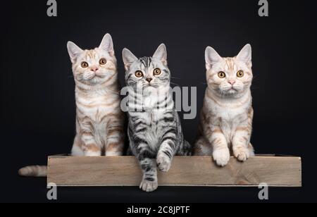 Reihe von drei Kätzchen nebeneinander sitzen in Holzkorb / Tablett. Alle Blick auf die Kamera mit orangen Augen. Isoliert auf schwarzem Hintergrund. Stockfoto