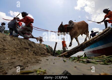 Dhaka, Bangladesch. Juli 2020. Händler aus Bangladesch laden ein Schiff mit Opfertieren für den kommenden Eid al-Adha auf dem Viehmarkt in Dhaka, Bangladesch, 25. Juli 2020. Quelle: Suvra Kanti das/ZUMA Wire/Alamy Live News Stockfoto