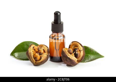 Kamelienöl isoliert auf weißem Hintergrund. Flasche mit ätherischem Öl der Kamelie und Samen der Kamelie. Schönheit, Hautpflege, Wellness Stockfoto