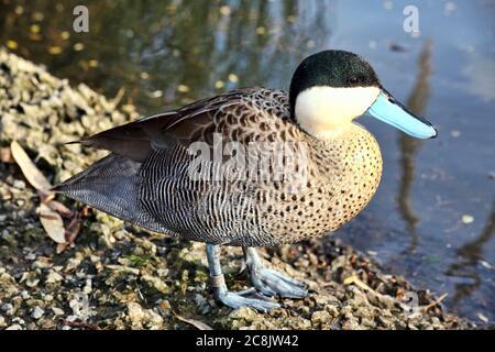 Anus Versicolor puna, Puna Teal Ente, die ein Vogel in südamerikanischen Ländern Stock Foto gefunden ist Stockfoto