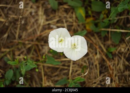 Zwei kleine weiße Blüten wachsen im Sommergarten. Stockfoto